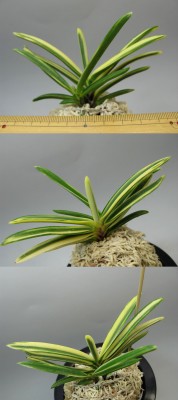 neofinetia-ginsekai.jpg