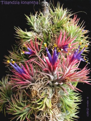 tillandsia ionantha1.jpg