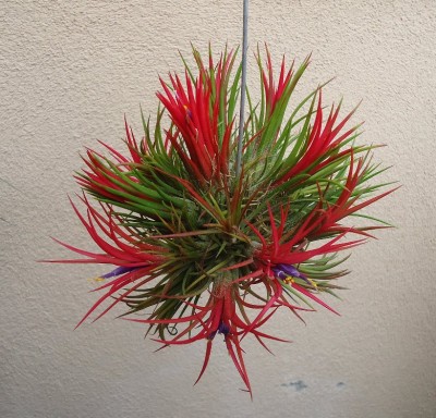 Tillandsia ionantha fuego2.jpg