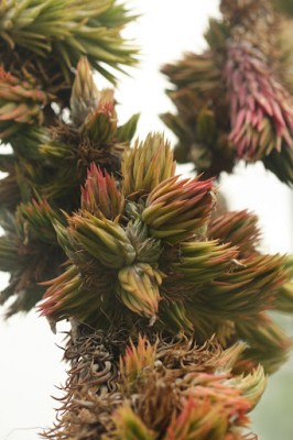 Tillandsia ionantha hazelnut1.jpg