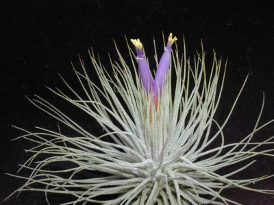 tillandsia magnusiana 1.jpg