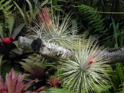 tillandsia magnusiana 2.jpg