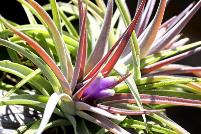 Tillandsia kammii 2.jpg