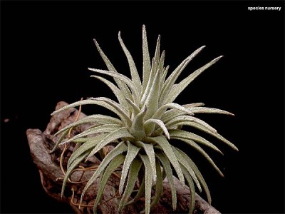 Tillandsia mauryana 1.jpg