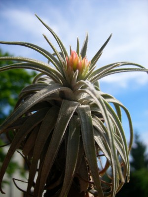 Tillandsia mauryana 3.jpg