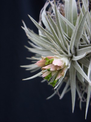 Tillandsia mauryana 4.jpg