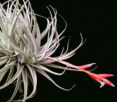 tillandsia leonamiana 1.jpg