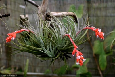 tillandsia leonamiana 2.jpg