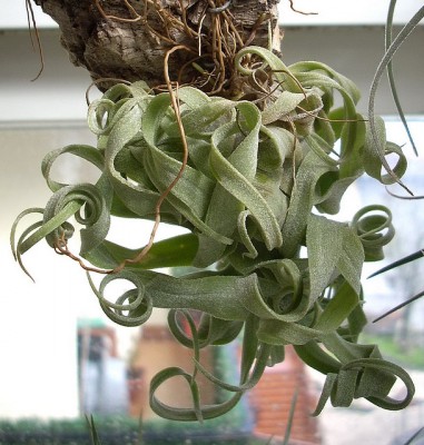 Tillandsia streptophylla 1.jpg