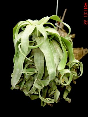 Tillandsia streptophylla 2.jpg