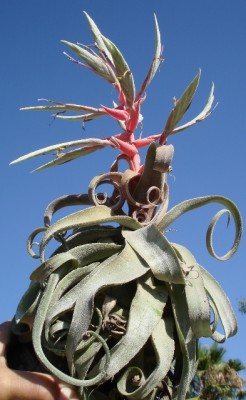 Tillandsia streptophylla 3.jpg