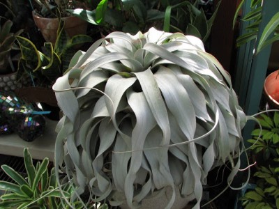 Tillandsia xerographica 2.JPG