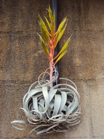 Tillandsia xerographica 3.jpg