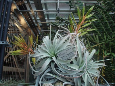 Tillandsia xerographica 4.jpg