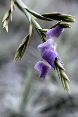 Tillandsia duratii flower.jpg