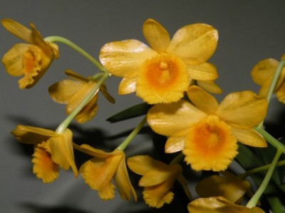 dendrobium.JPG